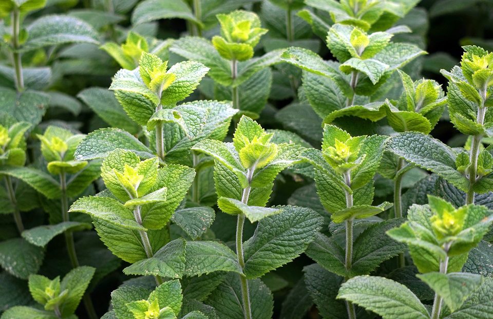 Essential Oil