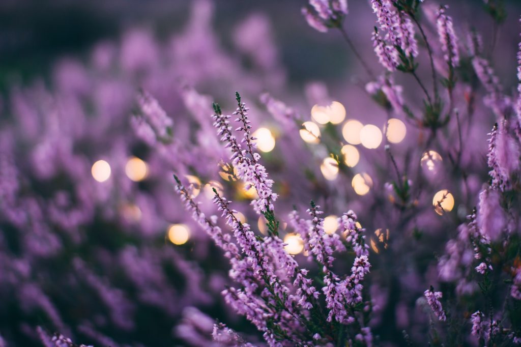 Lavender Essential Oil